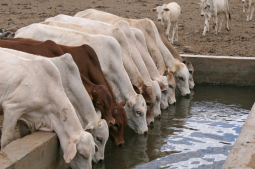 A similar age group of young cattle drinking water, while their younger sibblings are still on their way. Water is scarce in this arid district of Kenya, and becomes even more scarce following the global warming. Pastoralists find it more and more difficult to find enough water and grazing, also caused by increasing population. At this water source, the livestock owners have to pay a fee to have their animals drink the water.