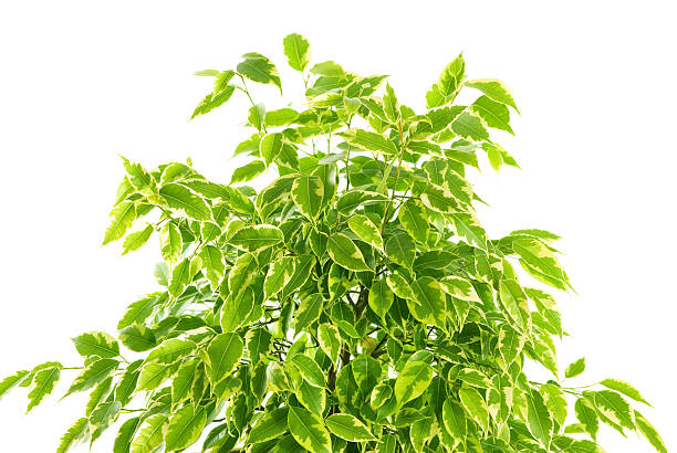 ficus plant stock photo
