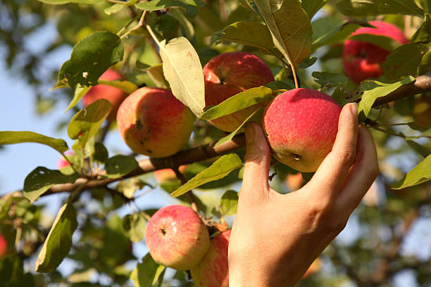 istock female hand breaks a ripe red apple 93290804