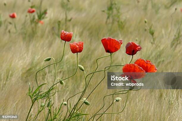 Papaveráceas - Fotografias de stock e mais imagens de Campo agrícola - Campo agrícola, Cena de tranquilidade, Flor