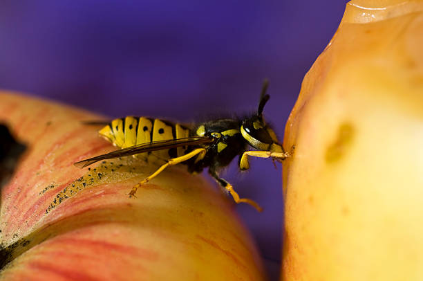 vespa (macro - rotting fruit wasp food - fotografias e filmes do acervo