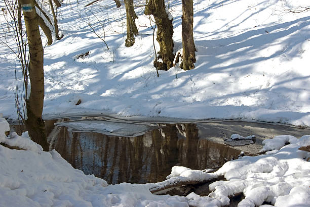 Winter forest scene stock photo