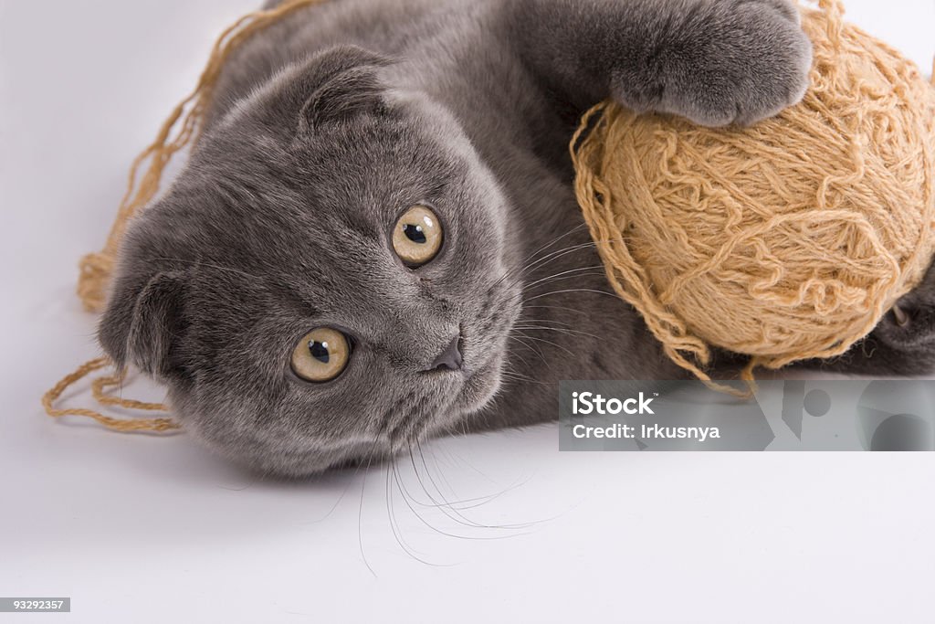 Шотландская вислоухая кошка - Стоковые фото Без людей роялти-фри