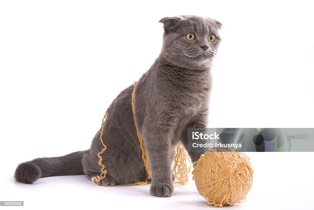 Шотландская вислоухая кошка - Стоковые фото Без людей роялти-фри