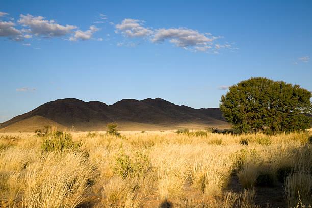 abendsonne - savannah africa steppe namibia 뉴스 사진 이미지