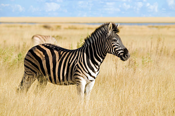zebra - savannah africa steppe namibia 뉴스 사진 이미지