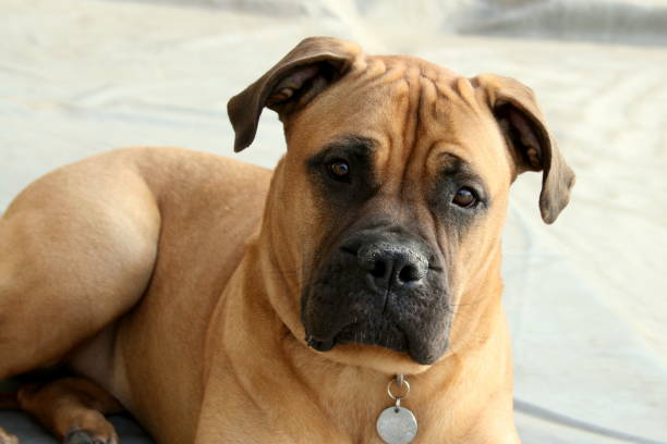 istock Bullmastiff Dog Laying Down 932931200