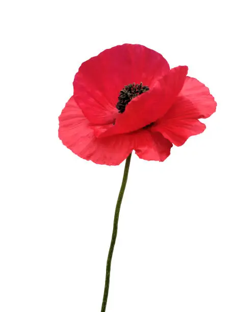 A single red poppy flower blossom with a green stem isolated on a white background.