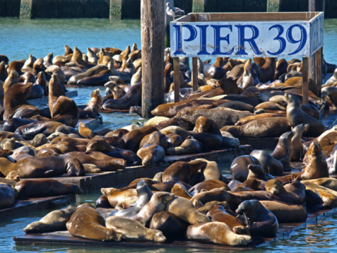 San Francisco, California, USA - September 28, 2019: Tourists at wooden terrace of famous place to watch sea lions on floating raft on sea surface at Pier 39 sightseeing area.