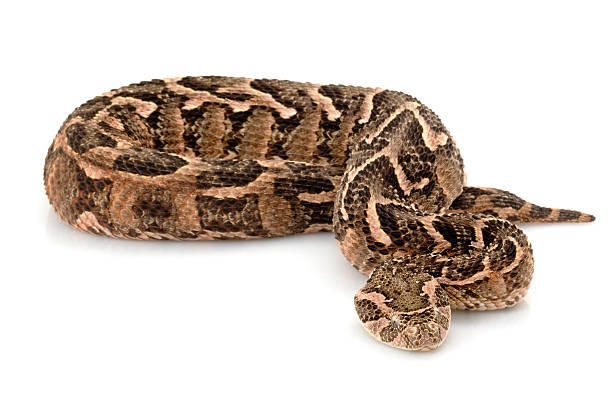 パフアダー - snake adder viper reptile ストックフォトと画像