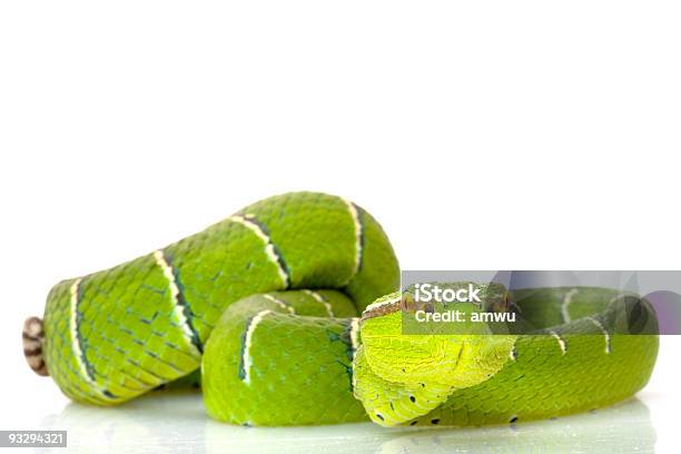 Храм Випера — стоковые фотографии и другие картинки Wagler's Temple Viper - Wagler's Temple Viper, Без людей, Белый