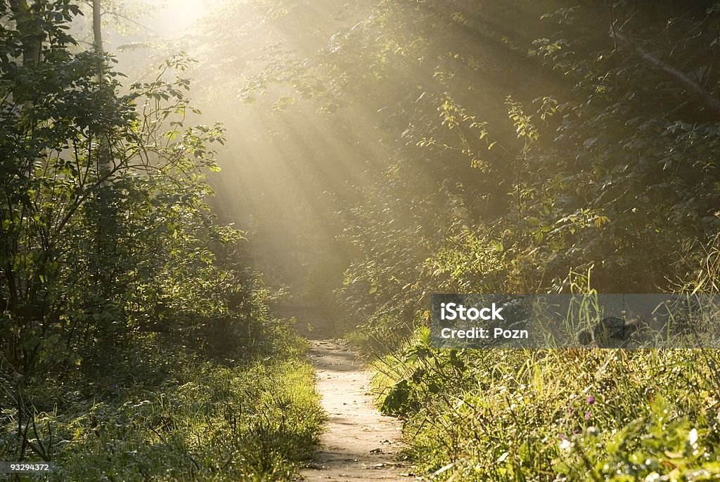 Niebla de la mañana temprana de otoño - Foto de stock de Aire libre libre de derechos