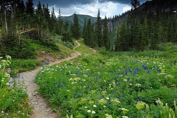 Hiking trail in Rocky Mountains, Colorado stock photo