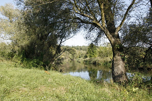 River in the Summer . stock photo