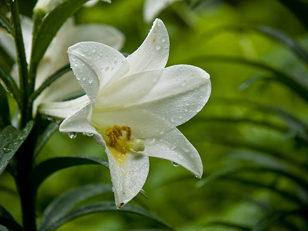 Raindrops on the white lily flower with nature backyard backgrounds. Focus on raindrops.