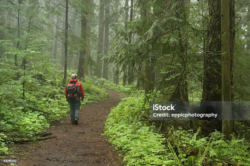 Wanderer in einem nebligen Wald - Lizenzfrei Abgeschiedenheit Stock-Foto