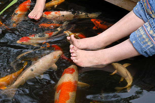 istock Koi Fish and Childrens Feet 93295157