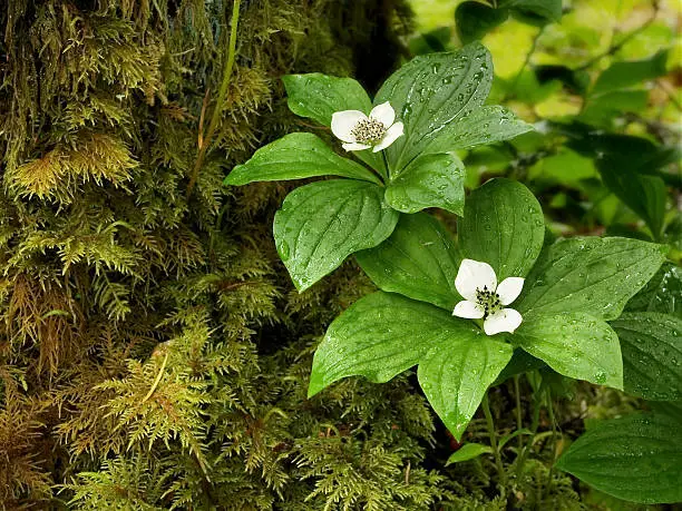 Vector illustration of The dwarf bunchberry (Cornus unalaschkensis)