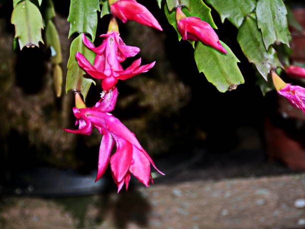 istock Beautiful flower of May 932953776