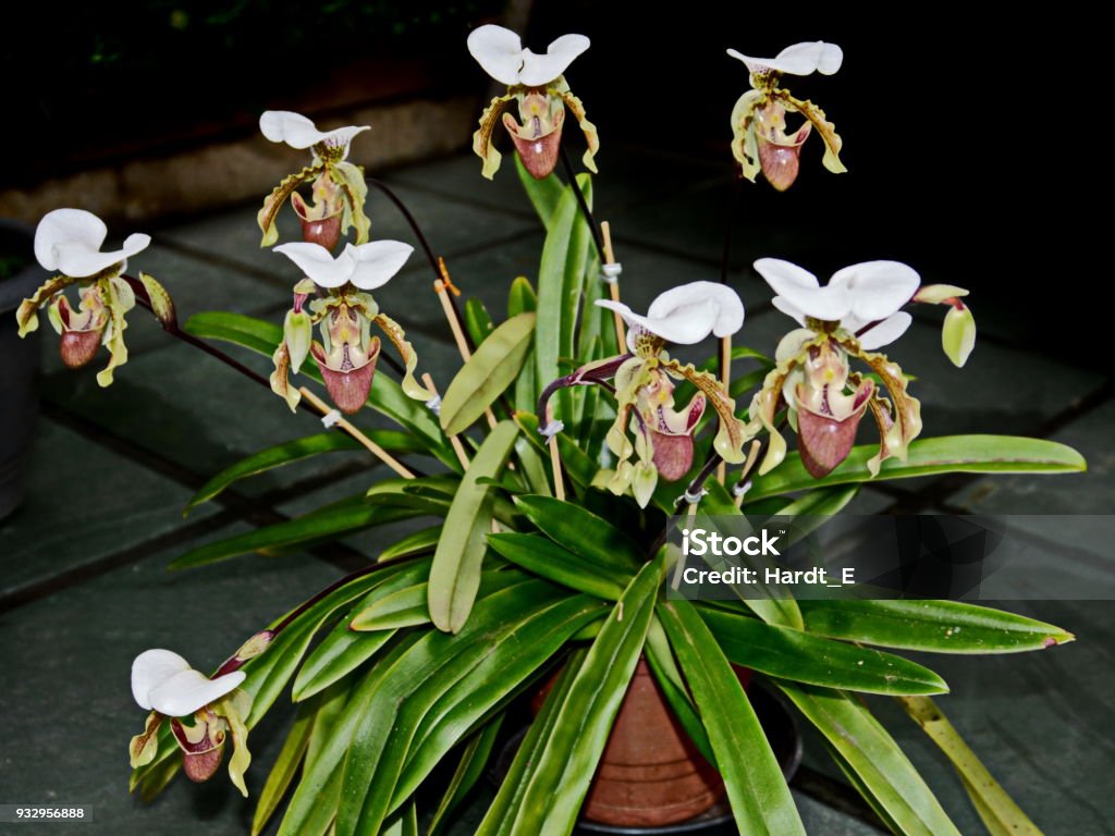 Foto de Bela Orquídea Princesa Sapatinho Paphiopedilum e mais fotos de  stock de Beleza - Beleza, Beleza natural - Natureza, Botânica - Assunto -  iStock