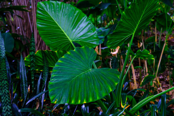 istock Trees and plants in the botanical garden. 932957034