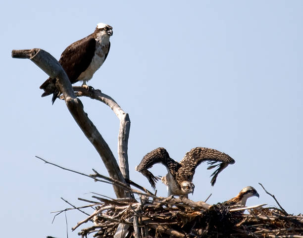 istock Osprey Family in Nest 93295765