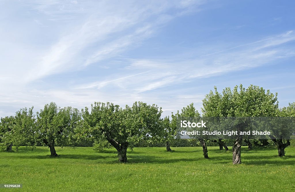 Sad Apple tree - Zbiór zdjęć royalty-free (Bez ludzi)