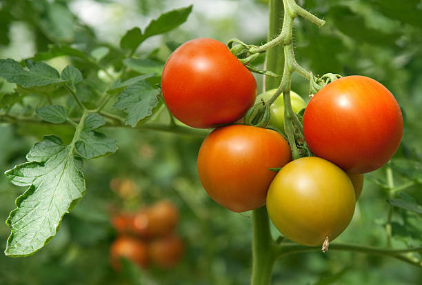 istock A picture of fresh juicy tomatoes  93295842