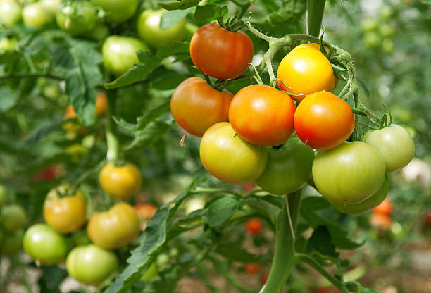 istock Bunches of tomatoes in a greenhouse 93295845
