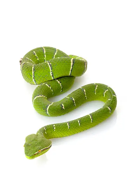 Photo of Temple viper