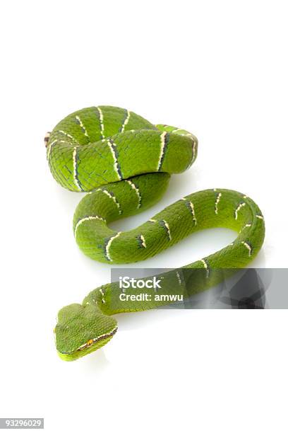 Foto de Templo Viper e mais fotos de stock de Verde - Descrição de Cor - Verde - Descrição de Cor, Cobra, Víbora
