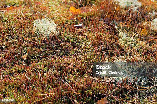 Moss Stock Photo - Download Image Now - Backgrounds, Botany, Bud