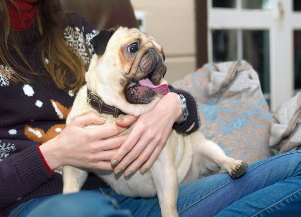 istock Woman sitting with a dog 932961972