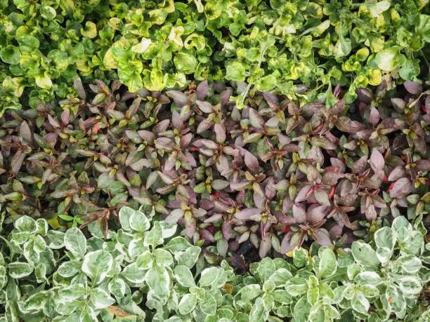 Beautiful lines of alternanthera sessilis / alternanthera paronichyoides, groundcover / ground cover plants for background or texture.