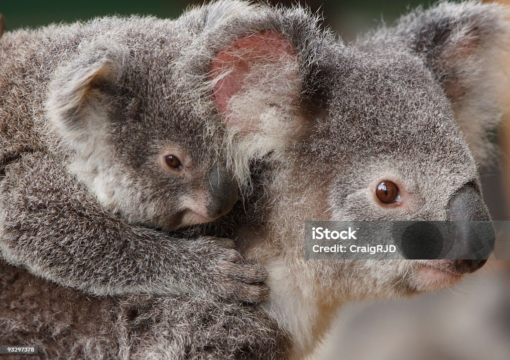 Koala bambini giostre Piggyback - Foto stock royalty-free di Animale