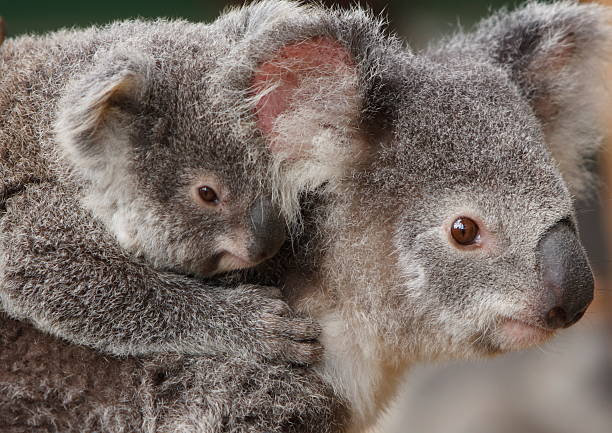 istock Koala Baby Rides Piggyback 93297378
