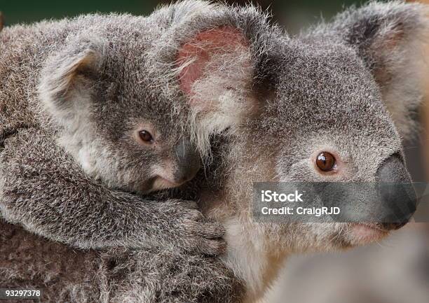 Koala Baby Jeździ Nosić Na Barana - zdjęcia stockowe i więcej obrazów Australia - Australia, Dwa zwierzęta, Fajny