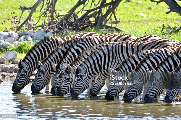 Foto de Zebras e mais fotos de stock de África - África, Caldeirão - Água parada, Safári