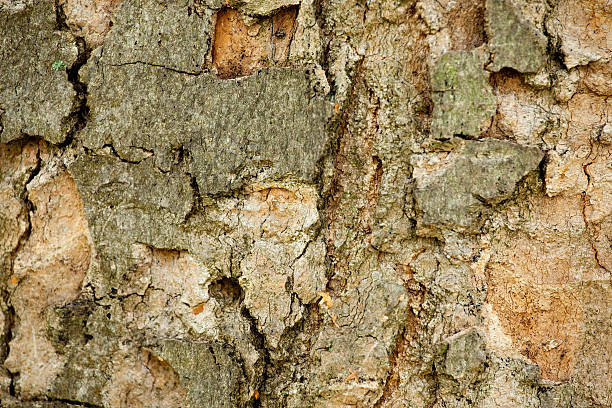 Bark of a tree stock photo