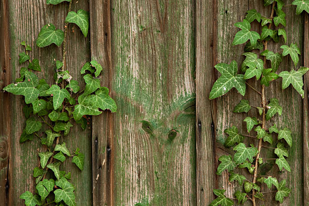 Planks with ivy stock photo
