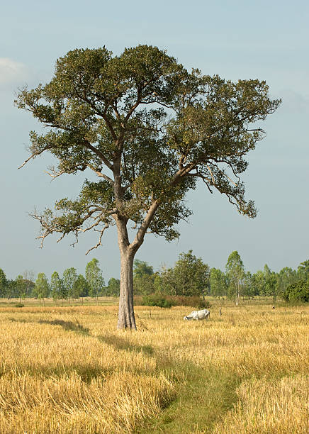 istock landscapes in thailand 93298040