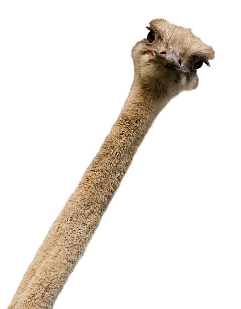 Ostrich Struthio Camelus Stock Photo - Download Image Now - Ostrich,  Animal, Humor - iStock