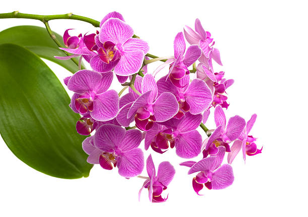 Orquídea cor-de-rosa - foto de acervo