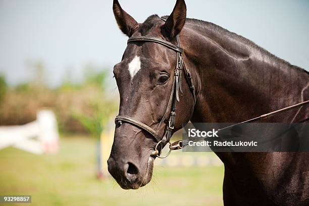 Foto de Retrato Lindo Cavalo e mais fotos de stock de Alazão - Cor de Cavalo - Alazão - Cor de Cavalo, Animal, Azul