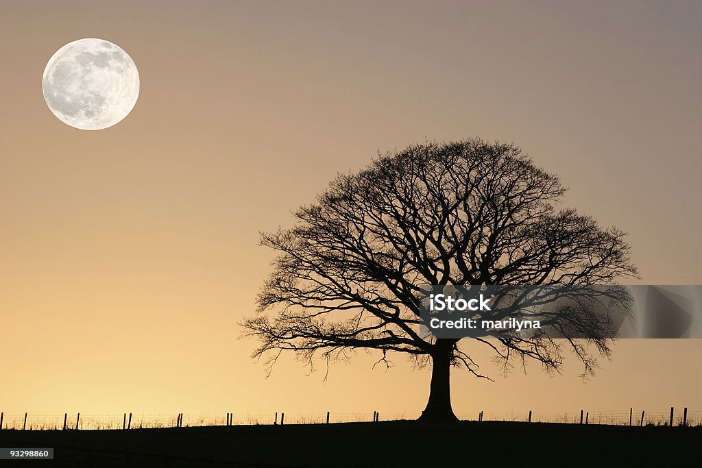 Oak Tree in Winter  Beauty In Nature Stock Photo