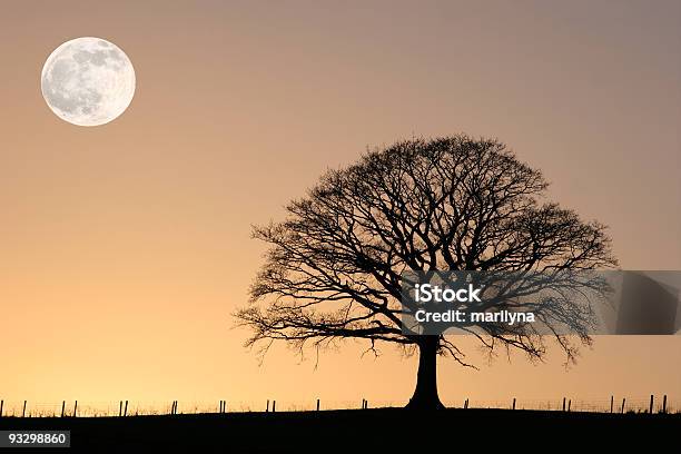 Oak Tree In Winter Stock Photo - Download Image Now - Beauty In Nature, Clear Sky, Color Image