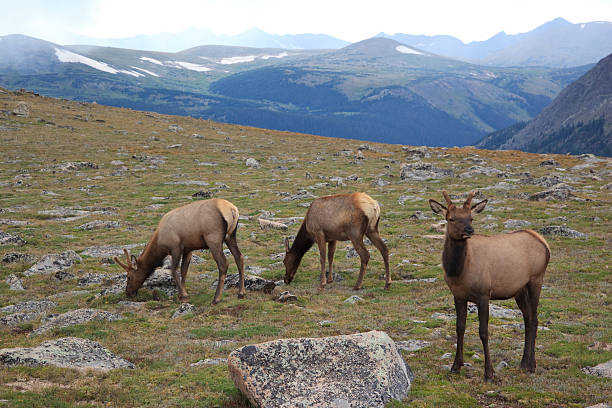 istock Elks in Tundra on High Mountain 93298875