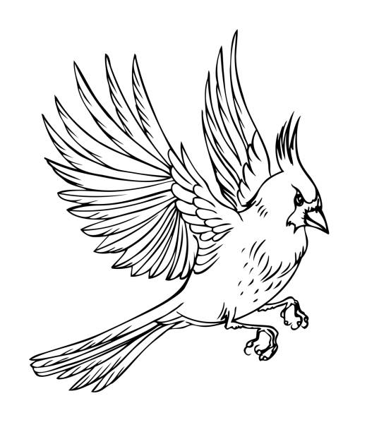 Flying bird cardinal Flying bird cardinal, black and white vector illustration on white background. cardinal mascot stock illustrations