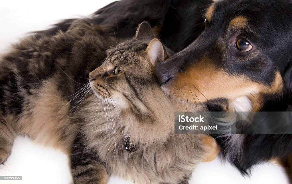 Gato e Cachorro - Foto de stock de Cão royalty-free