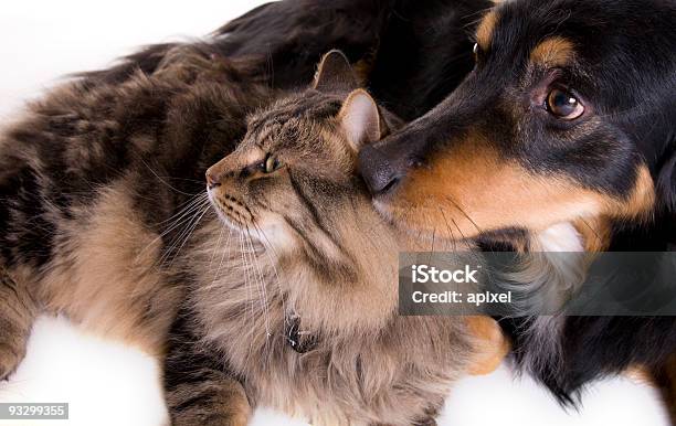 Foto de Gato E Cachorro e mais fotos de stock de Cão - Cão, Gato doméstico, Clínica veterinária